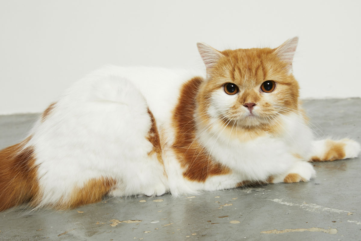 FINEBOYS2月号『超特急タカシとネコのモテる1カ月着まわしストーリー